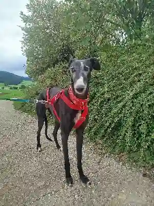 Chien Perdu 38 Isère Autrans-Méaudre en Vercors - Prince